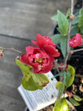 CHAENOMELES DOUBLE RED 14CM