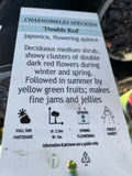 CHAENOMELES DOUBLE RED 14CM