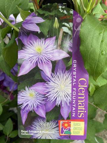 CLEMATIS CRYSTAL FOUNTAIN 20CM