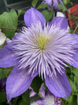 CLEMATIS CRYSTAL FOUNTAIN 20CM
