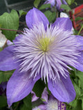 CLEMATIS CRYSTAL FOUNTAIN 20CM