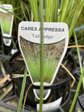 CAREX APRESSA 14CM