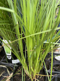 CAREX APRESSA 14CM