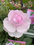 ROSE DAVID AUSTIN OLIVIA ROSE AUSTIN 20CM 
