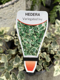 HEDERA HELIX VARIEGATA 20CM