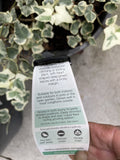 HEDERA HELIX VARIEGATA 20CM