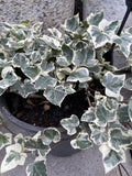 HEDERA HELIX VARIEGATA 20CM