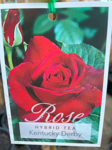 ROSE STANDARD KENTUCKY DERBY 3FT 20CM