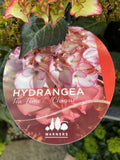 HYDRANGEA TEA TIME CHIQUE 20CM 