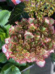HYDRANGEA TEA TIME CHIQUE 20CM 