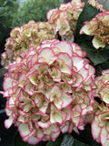 HYDRANGEA TEA TIME CHIQUE 20CM 