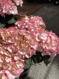 HYDRANGEA TEA TIME CHIQUE 20CM 