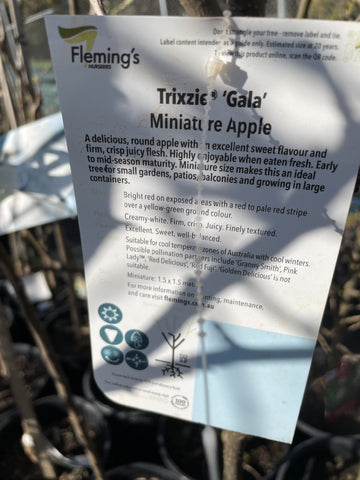 APPLE DWARF TRIXZIE GALA 25CM 