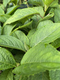 DICHROA VERSICOLOUR 20CM