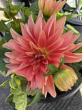 DAHLIA 18CM