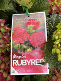 HYDRANGEA MAGICAL RUBY RED 20CM