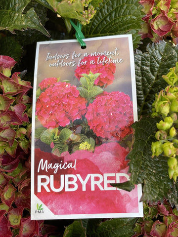HYDRANGEA MAGICAL RUBY RED 20CM