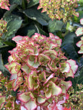 HYDRANGEA MAGICAL RUBY RED 20CM