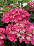 HYDRANGEA MAGICAL RUBY RED 20CM