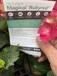HYDRANGEA MAGICAL RUBY RED 20CM