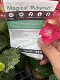 HYDRANGEA MAGICAL RUBY RED 20CM