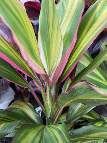 CORDYLINE KIWI 20CM