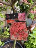 ACER PALMATUM SHIRAZZ 33CM