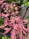 ACER PALMATUM SHIRAZZ 33CM