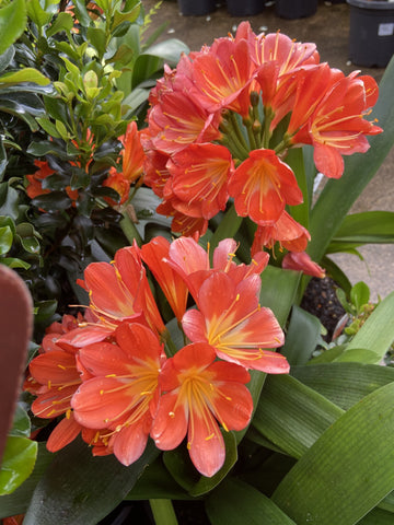 CLIVIA BELGIUM HYBRID 25CM