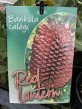 BANKSIA CALEYI RED LANTERN 14CM