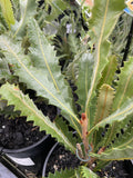 BANKSIA CALEYI RED LANTERN 14CM