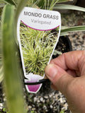 OPHIOPOGON INTER VARIEGATED 14CM