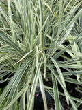 OPHIOPOGON INTER VARIEGATED 14CM