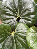 LIGULARIA RENIFORMIS 25CM
