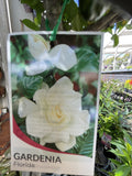 GARDENIA FLORIDA STANDARD 30CM