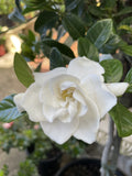 GARDENIA FLORIDA STANDARD 30CM