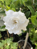 GARDENIA FLORIDA STANDARD 30CM