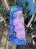 CAMELLIA PARADISE LISA 25cm