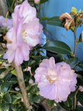 CAMELLIA PARADISE LISA 25cm