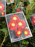 CAMELLIA YULETIDE 18CM 