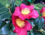 CAMELLIA YULETIDE 18CM 