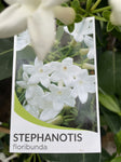 STEPHANOTIS FLORIBUNDA 17CM