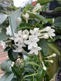 STEPHANOTIS FLORIBUNDA 17CM