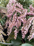 PIERIS CHRISTMAS CHEER 25CM