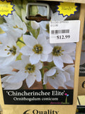 BULBS SPRING $12.99
