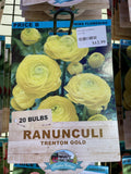 BULBS SPRING $12.99