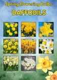 DAFFODIL ASSORTED EACH