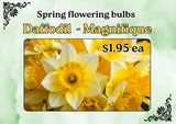 DAFFODIL ASSORTED EACH