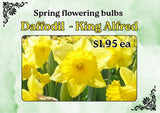 DAFFODIL ASSORTED EACH