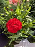 CARNATION RED 14CM